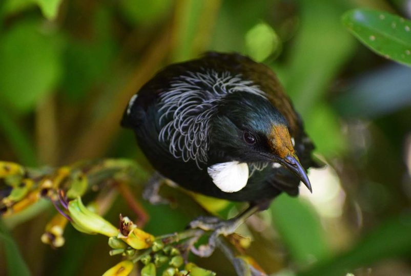 Tui, NZ endemic bird